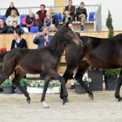 Stutfohlen v. Colestus-Fan Holland