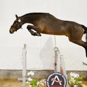 Mbappé (Mumbai x Quidam de Revel X Ramiro), Züchter Josef Burgstalle