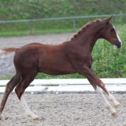 Hengstfohlen v. Colestus-A`Khan