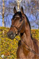 Perignon, Foto: Wil Smeets