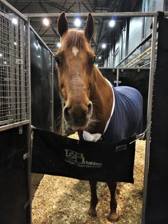 Ludger und Casello erfolgreich in 's-Hertogenbosch