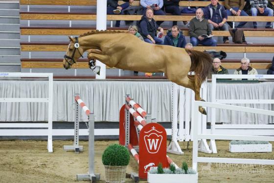 Hengst von Emerald van‘t Ruytershof, Foto: Henrik Klatte