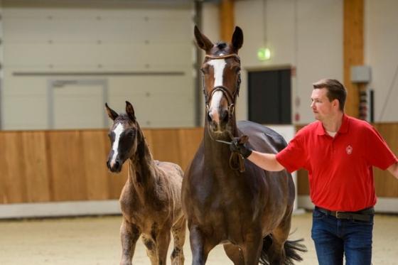 Stutfohlen von Chubakko-Kannan, Foto: Equitaris 