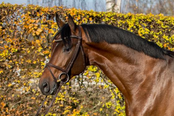 Erneuter Sieger: Perignon | Foto: Wil Smeets